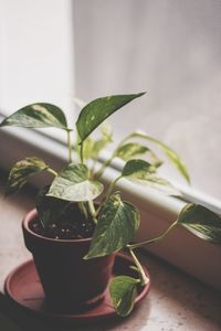 Close-up of potted plant of pothos on table