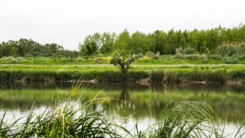 Scenic view of lake by field against sky