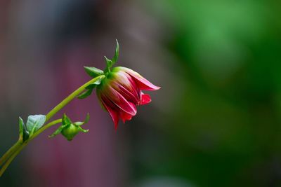 Close-up of pink flowering plant