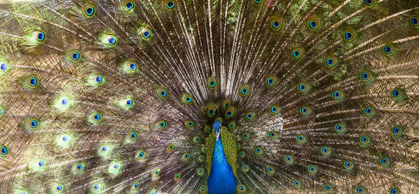 Close-up of peacock feathers