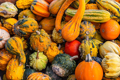 Many colorful pumpkins and ornamental pumpkins in a heap