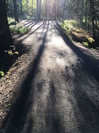 Road passing through forest