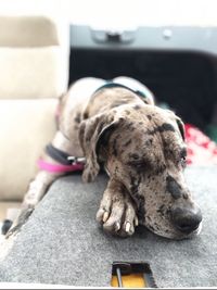 Dog sleeping on sofa at home