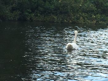 Swan swimming in lake