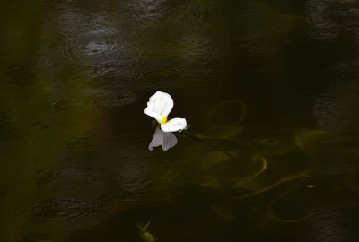 High angle view of white floating on water