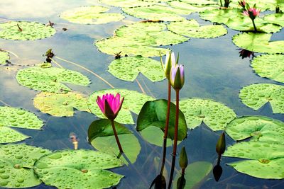 Pink water lily in lake