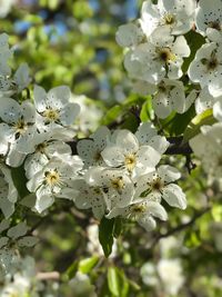 Close-up of white cherry blossom tree