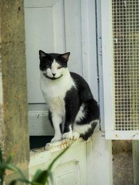 Portrait of cat sitting by window