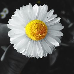 Close-up of yellow flower blooming against black background