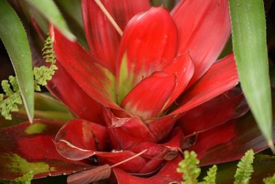 Close-up of red flowers blooming outdoors