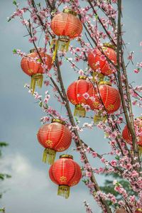 Low angle view of umbrellas hanging on tree