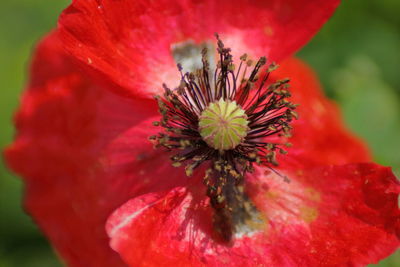 Close-up of red flower