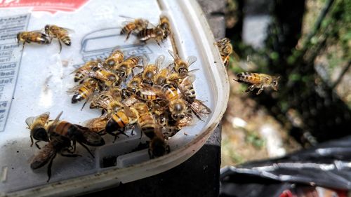 Close-up of bee on the ground