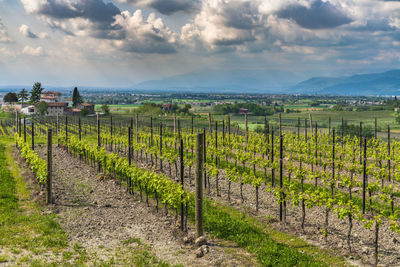 Scenic view of vineyard against sky