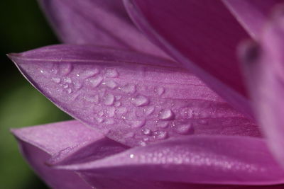 Close-up of wet purple flower