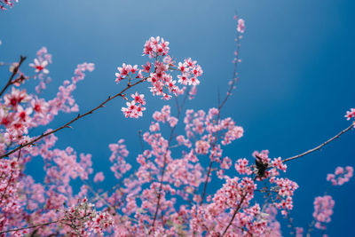 Pink cherry blossom against the blue sky