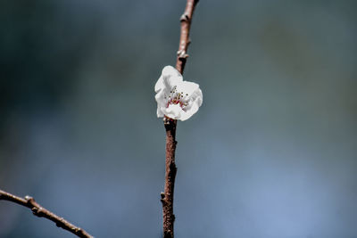Close-up of white flower buds on branch