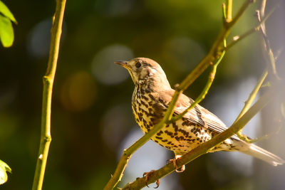 Song thrush in a tree