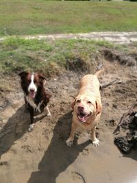 Portrait of dog on sand