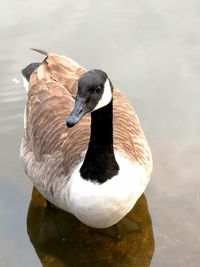 High angle view of duck swimming in lake