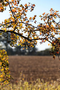 Close-up of flower tree against sky