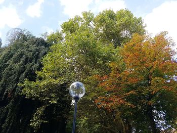 Low angle view of tree against sky