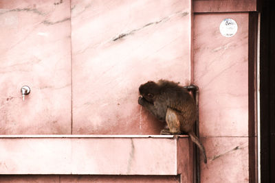 Monkey on wall