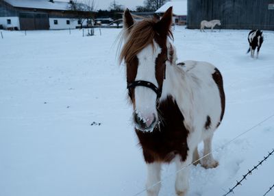 Horse standing on snow covered field