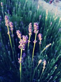 Close-up of purple flowers blooming outdoors