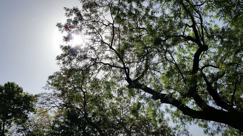 Low angle view of trees against sky
