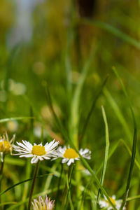 Close-up of white daisy flowers on field