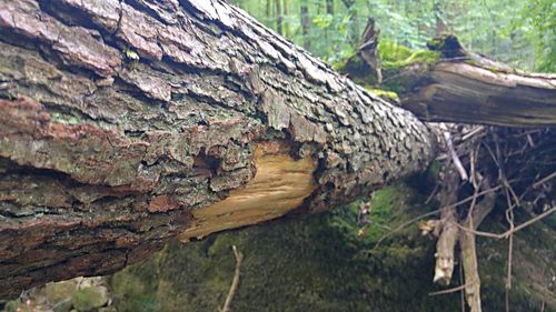 Close-up of tree trunk