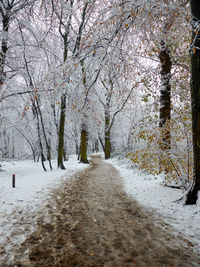 Road amidst trees on snow covered landscape