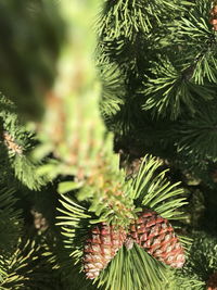 Pine cones on tree