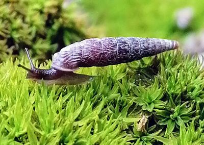 Close-up of snail on grass