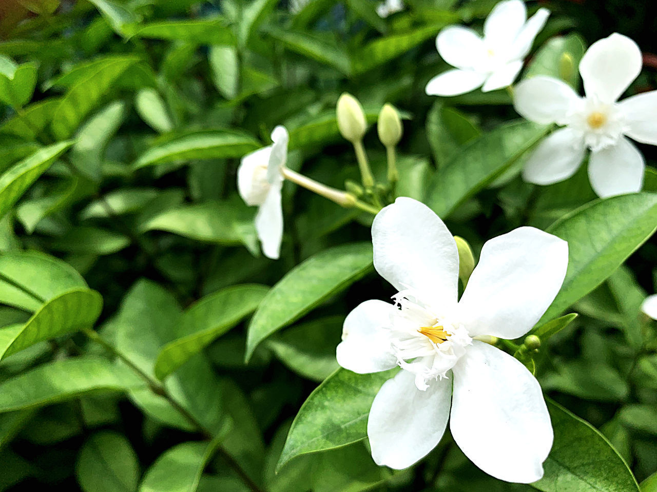 CLOSE-UP OF WHITE FLOWERS