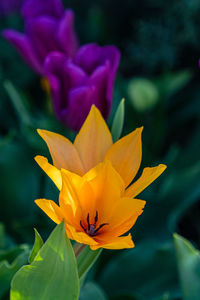 Close-up of yellow flowering plant