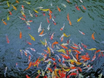 High angle view of koi carps swimming in water