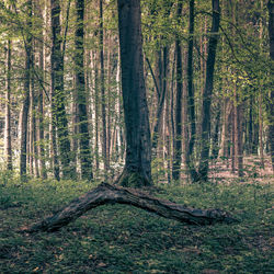 Trees in forest