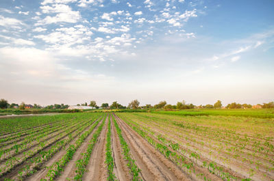 Rows of young pepper grow in the field. growing organic bio vegetables on the farm. agriculture 