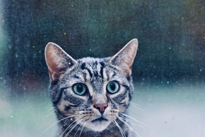 Portrait of cat