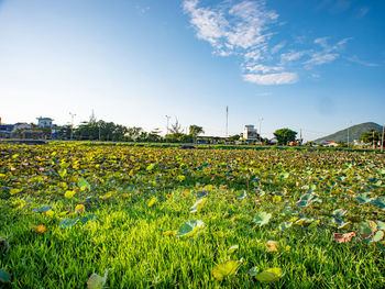 Scenic view of flowering plants on field against sky