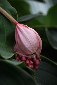 Close-up of pink flower