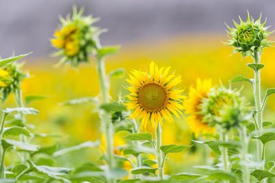 Close-up of fresh yellow flowers blooming in field