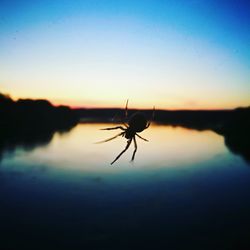 Close-up of silhouette insect on lake against sky at sunset