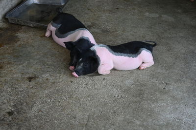 High angle view of pigs relaxing on floor