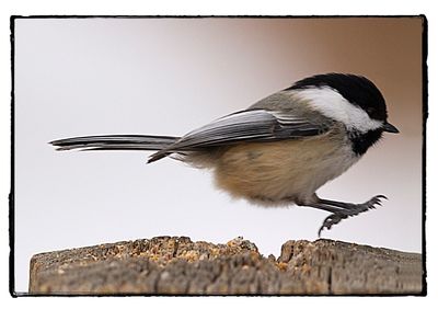 Close-up of bird perching against clear sky