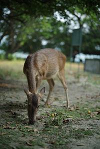 Deer standing on field