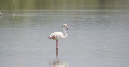 Flock of flamingos in their natural ecosystem,phoenicopterus