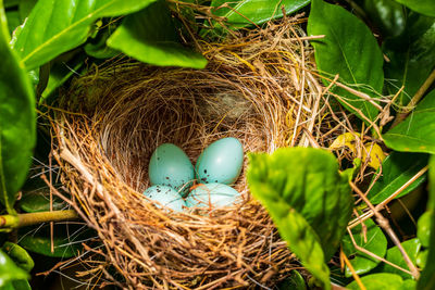 Close-up of bird in nest